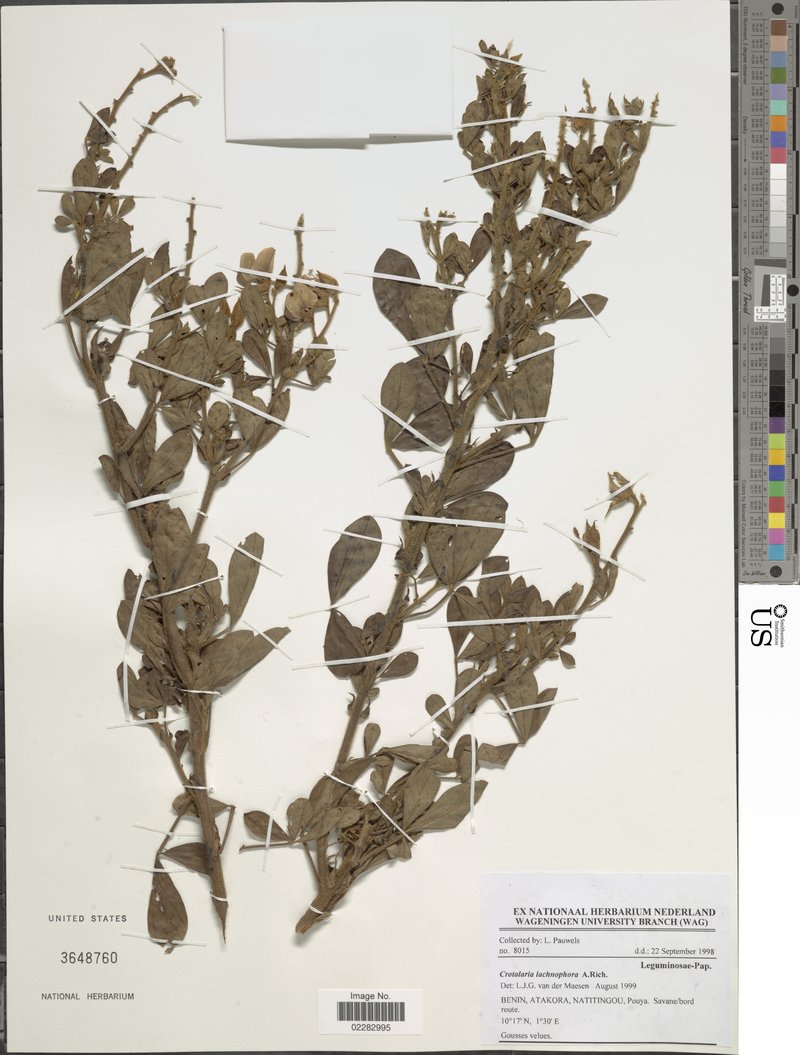 Crotalaria lachnophora
