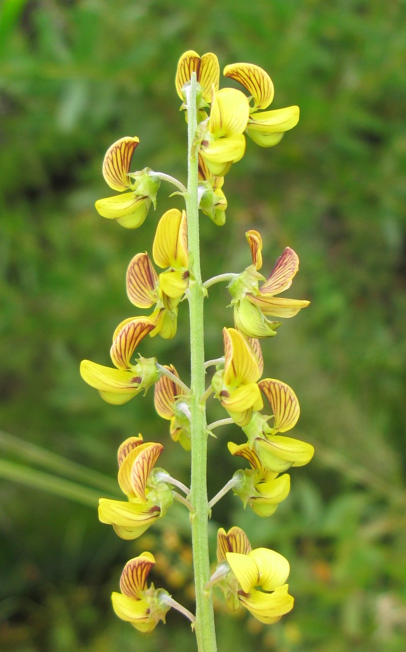 Lanceleaf Rattlebox