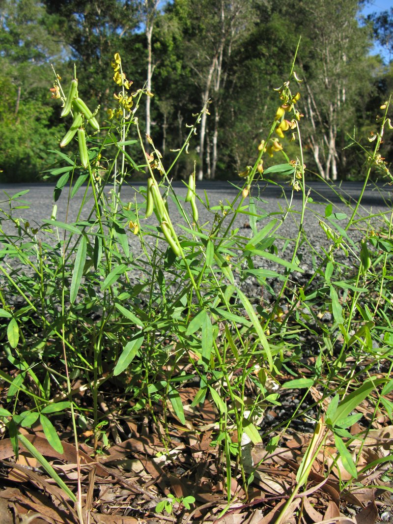 Lanceleaf Rattlebox photo 2