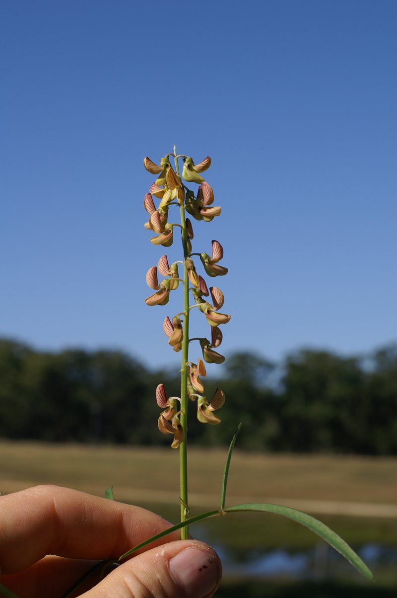 Lanceleaf Rattlebox photo 5