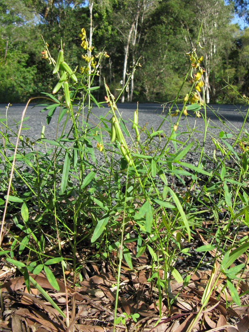 Lanceleaf Rattlebox photo 7
