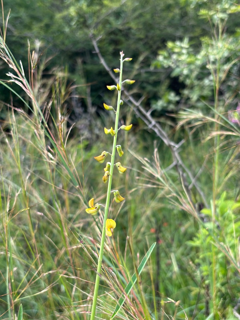 Crotalaria lanceolata subsp. lanceolata