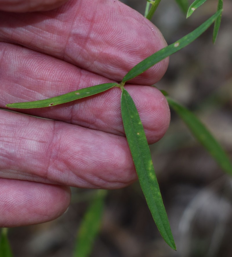 Crotalaria lanceolata subsp. lanceolata photo 2