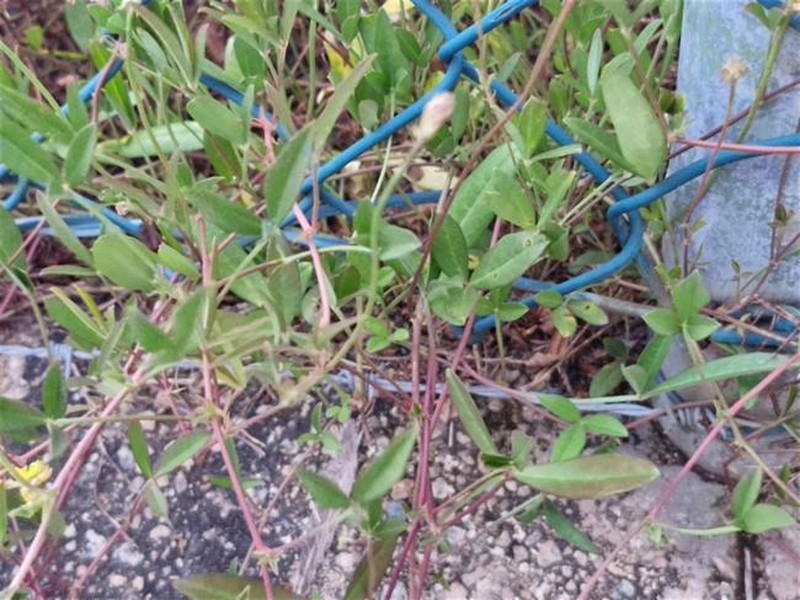 Crotalaria lanceolata subsp. lanceolata photo 3