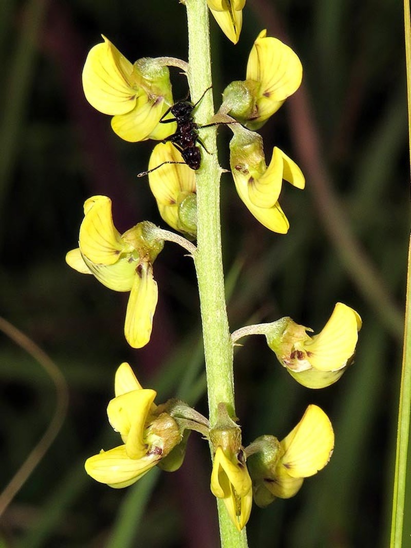 Crotalaria lanceolata subsp. lanceolata photo 4