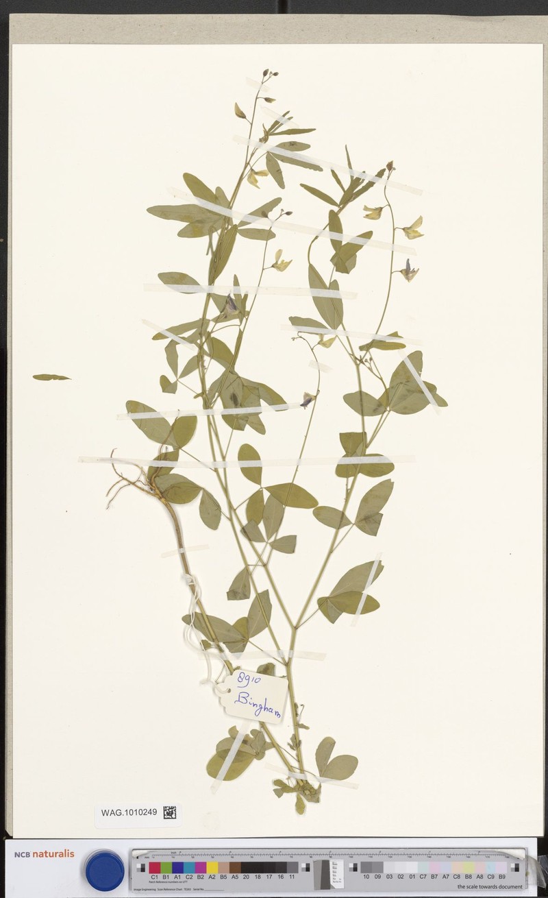 Crotalaria laxiflora var. laxiflora