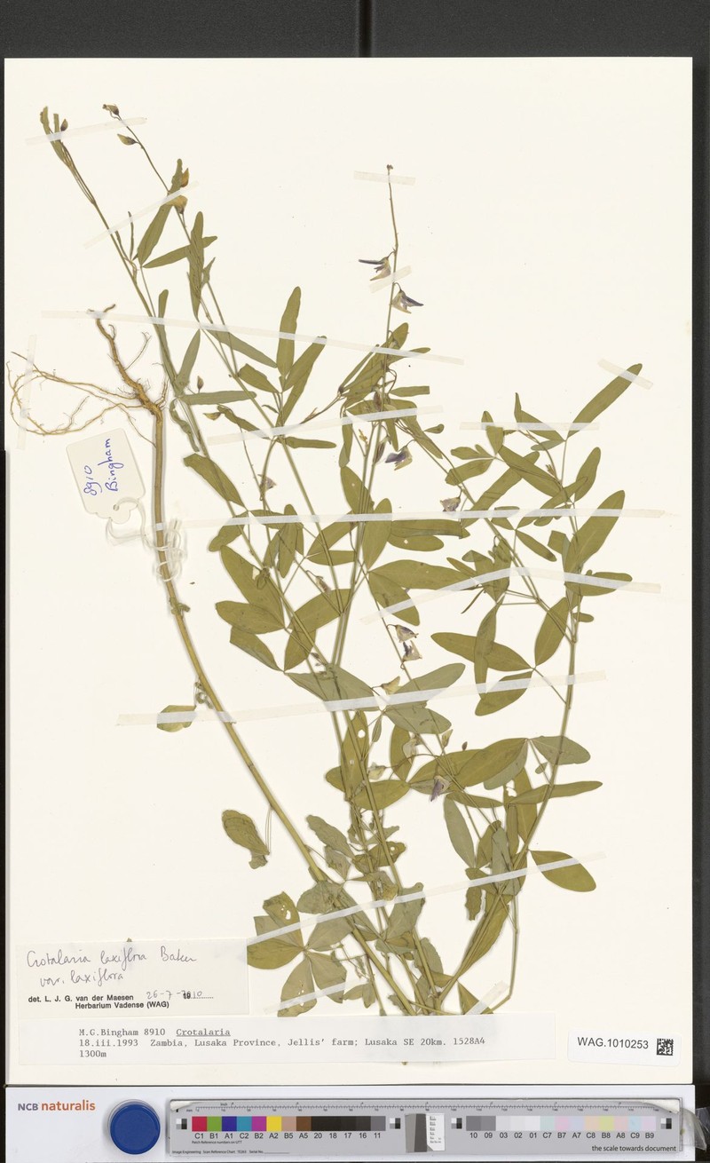 Crotalaria laxiflora var. laxiflora photo 2