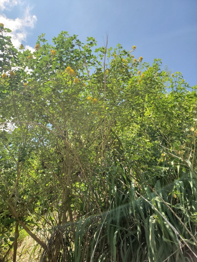 Crotalaria lidiae