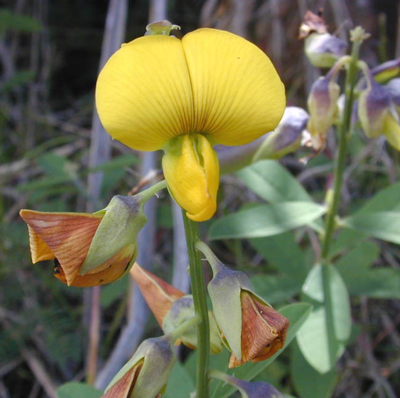 Longbeak Rattlebox photo 6