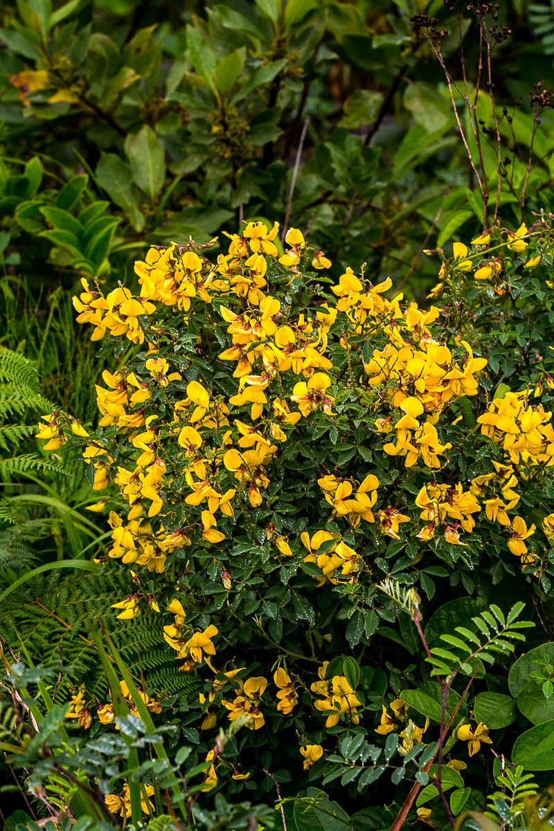 Crotalaria macrocarpa subsp. macrocarpa