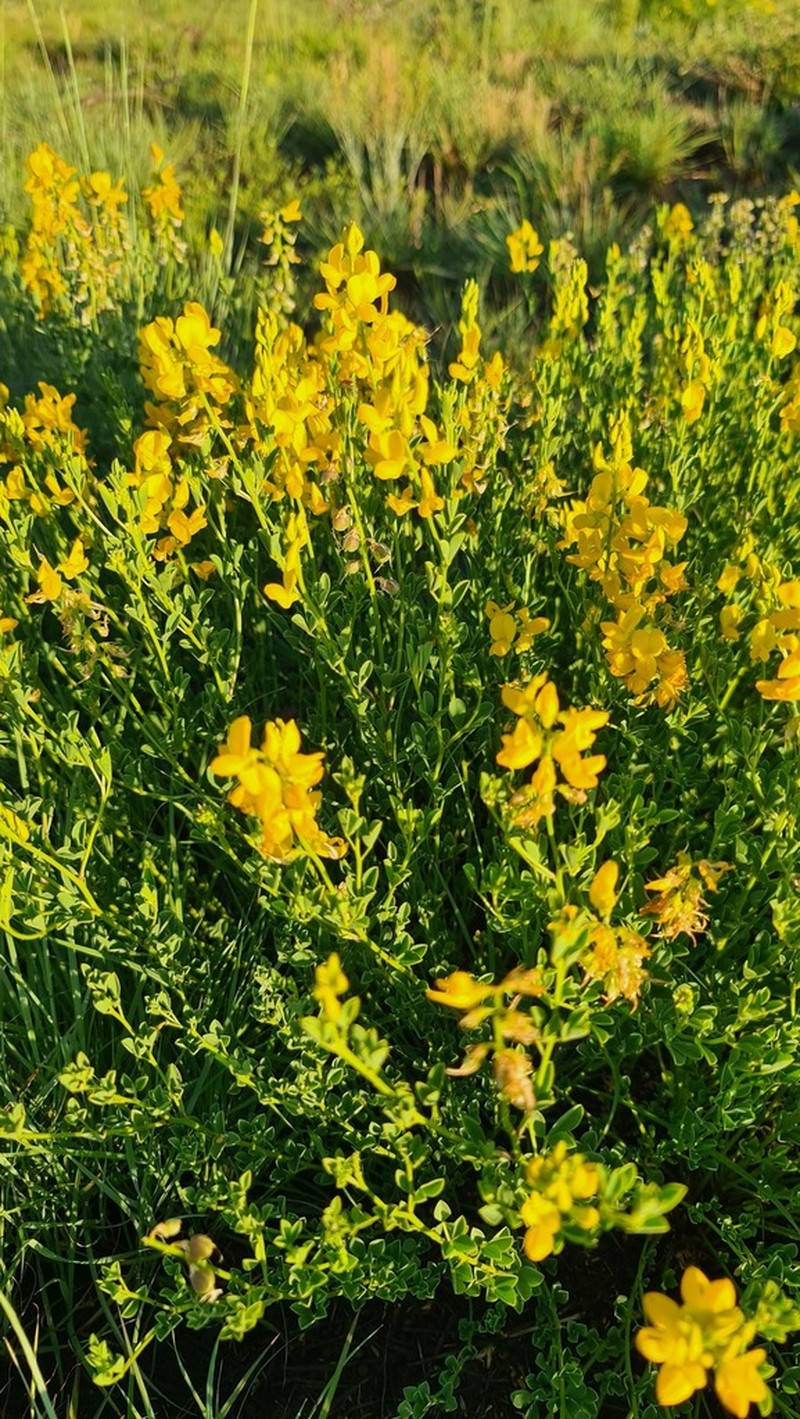 Crotalaria magaliesbergensis photo 2