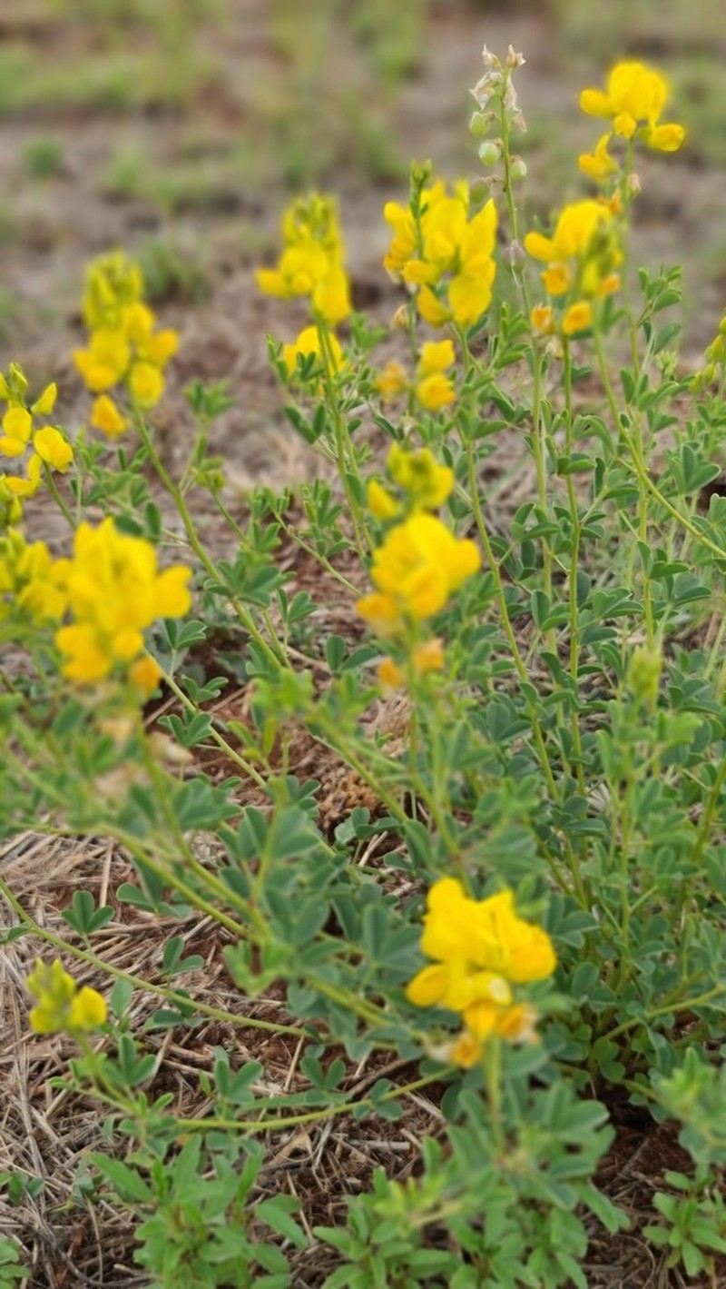 Crotalaria magaliesbergensis photo 3
