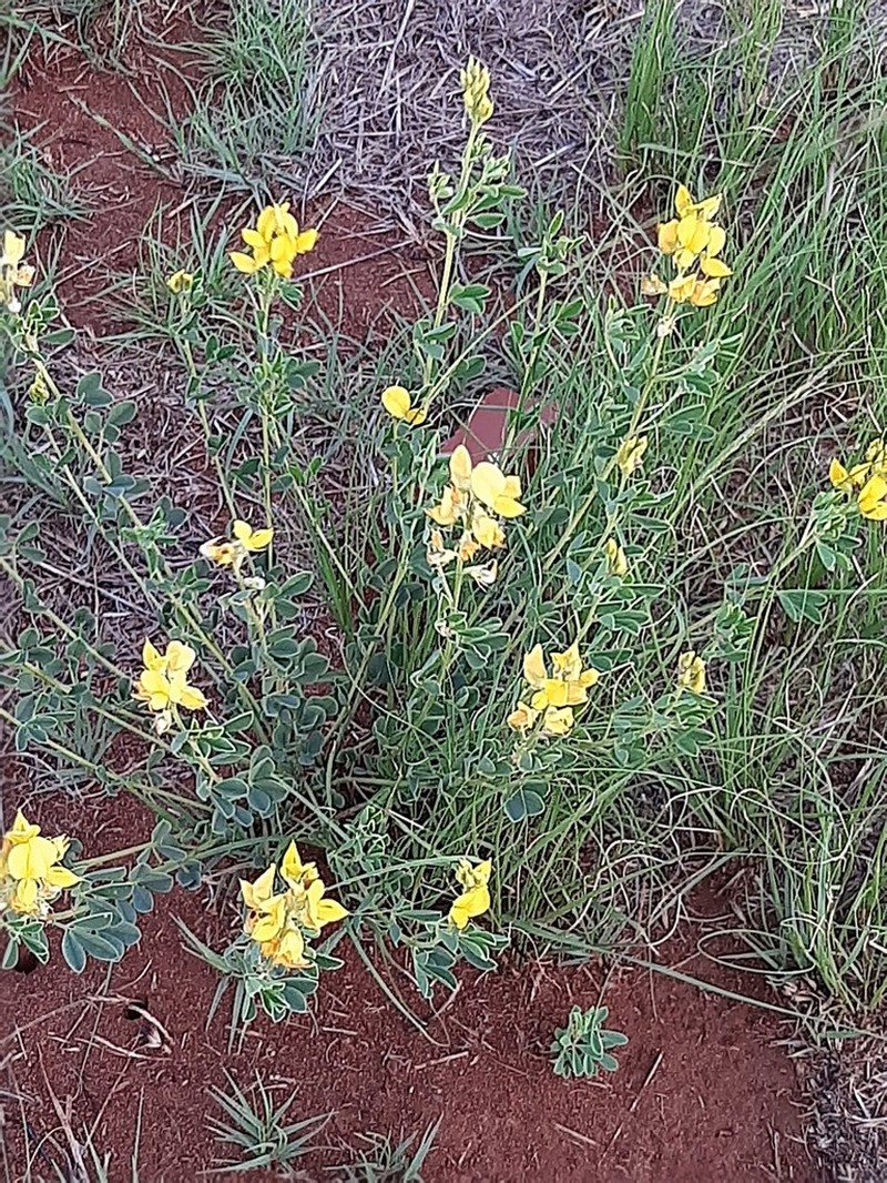 Crotalaria magaliesbergensis photo 4