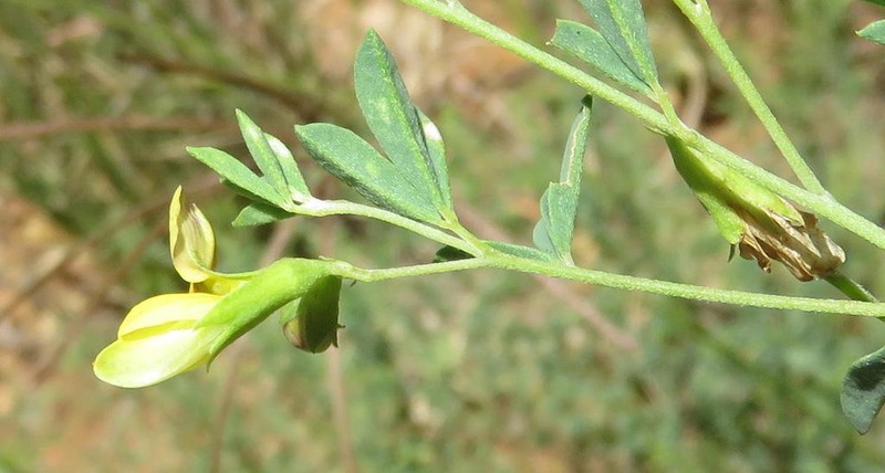 Crotalaria magaliesbergensis photo 5