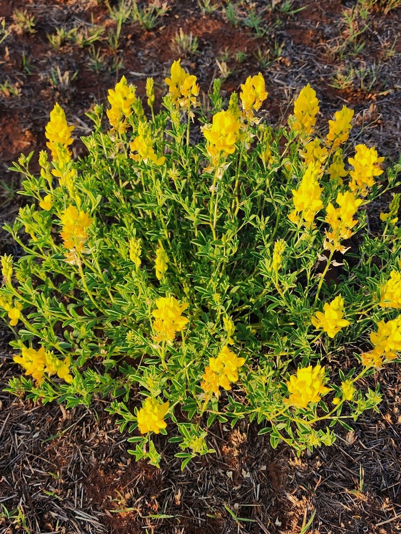 Crotalaria magaliesbergensis photo 6