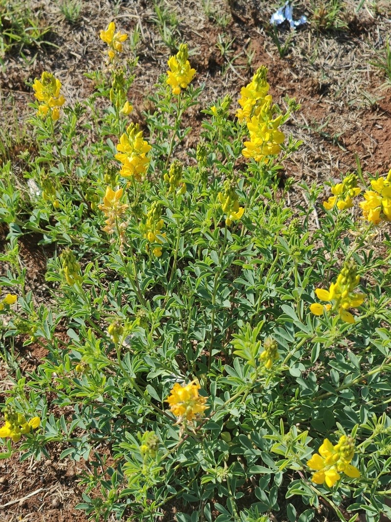 Crotalaria magaliesbergensis photo 7