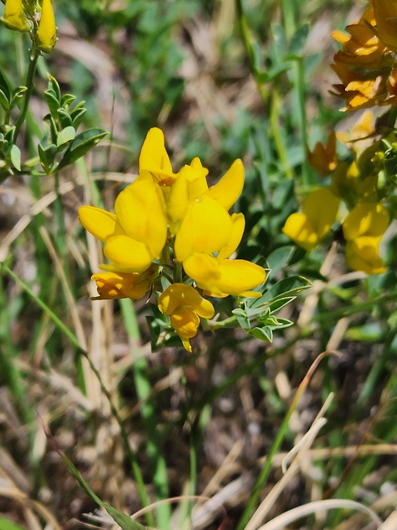 Crotalaria magaliesbergensis photo 8