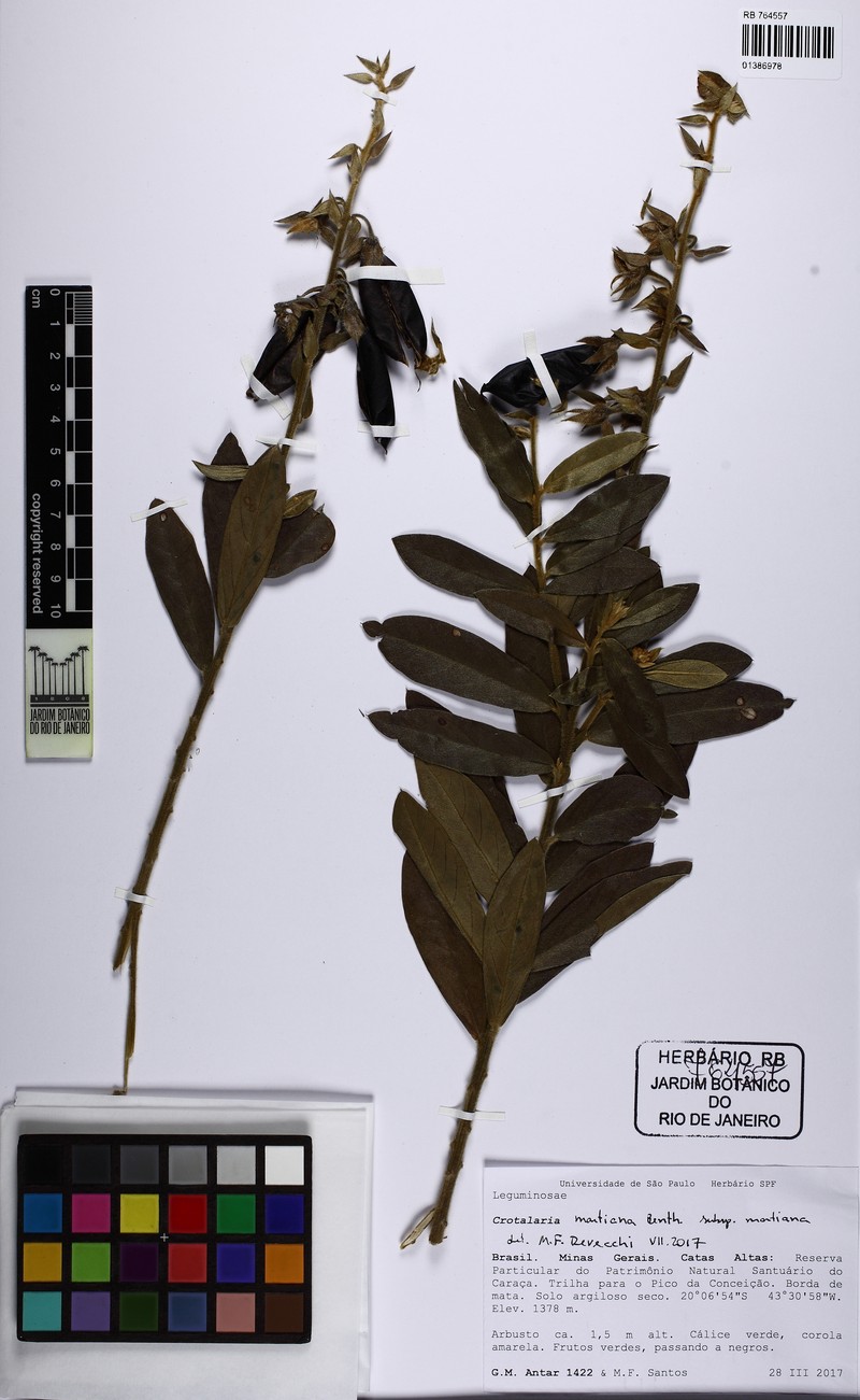 Crotalaria martiana subsp. martiana