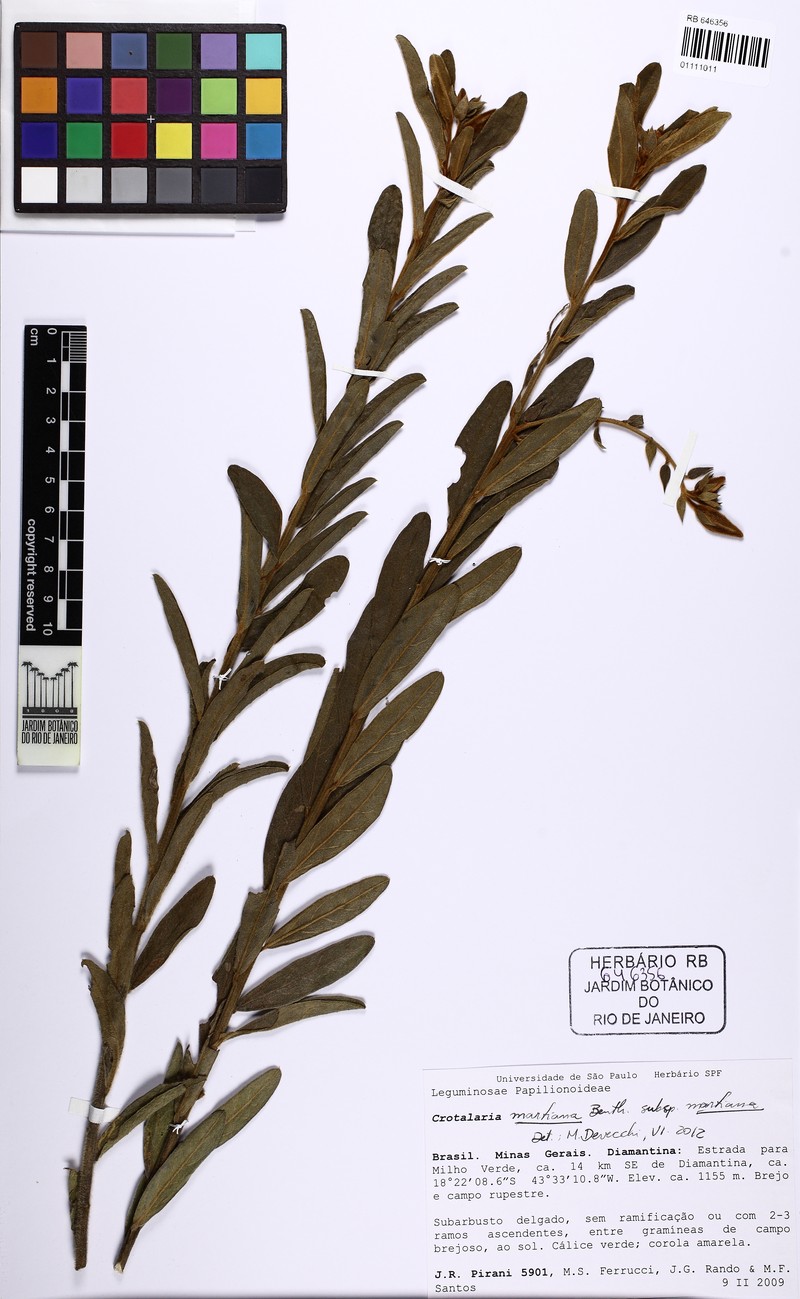 Crotalaria martiana subsp. martiana photo 2