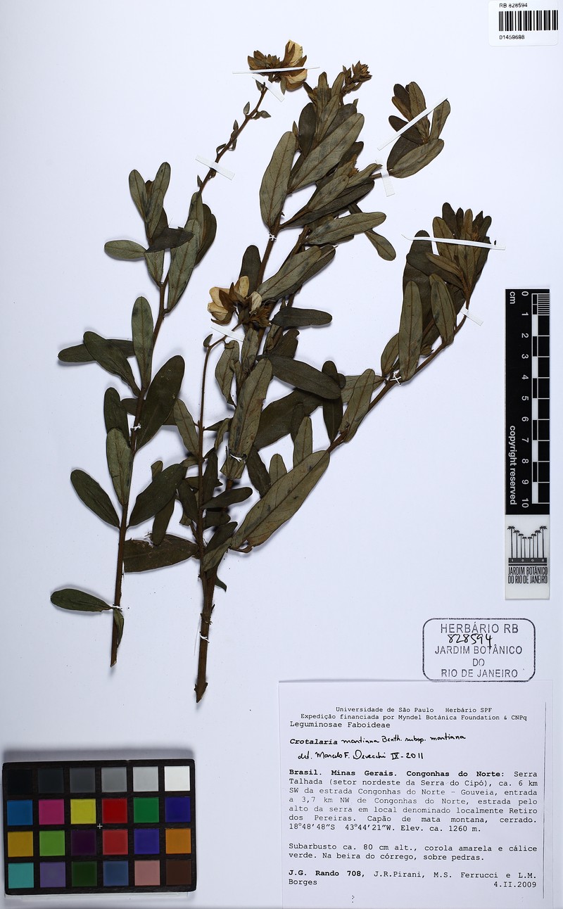 Crotalaria martiana subsp. martiana photo 3