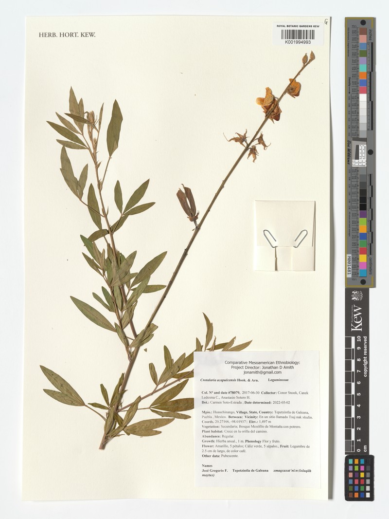 Crotalaria maypurensis var. maypurensis