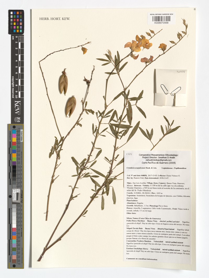 Crotalaria maypurensis var. maypurensis photo 2
