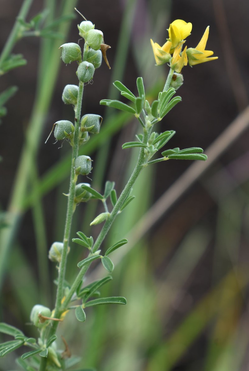 Crotalaria medicaginea var. medicaginea
