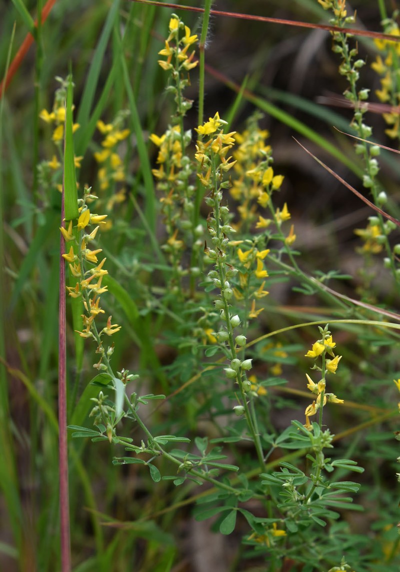 Crotalaria medicaginea var. medicaginea photo 2