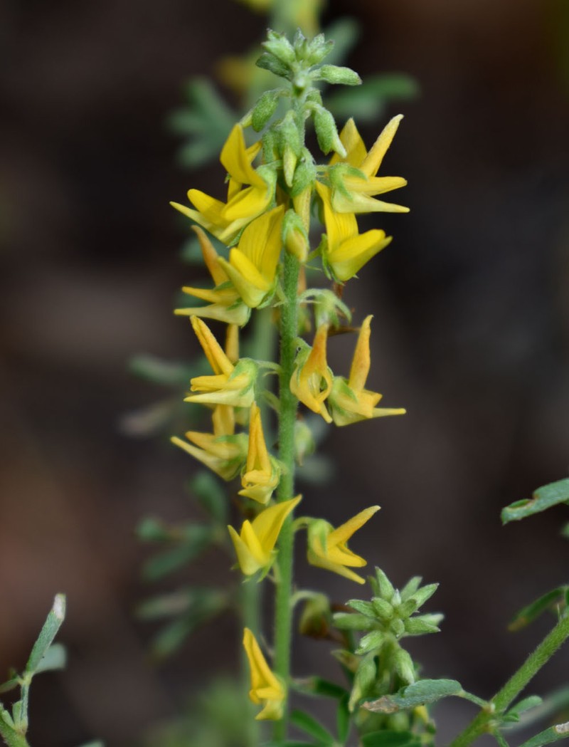 Crotalaria medicaginea var. medicaginea photo 3