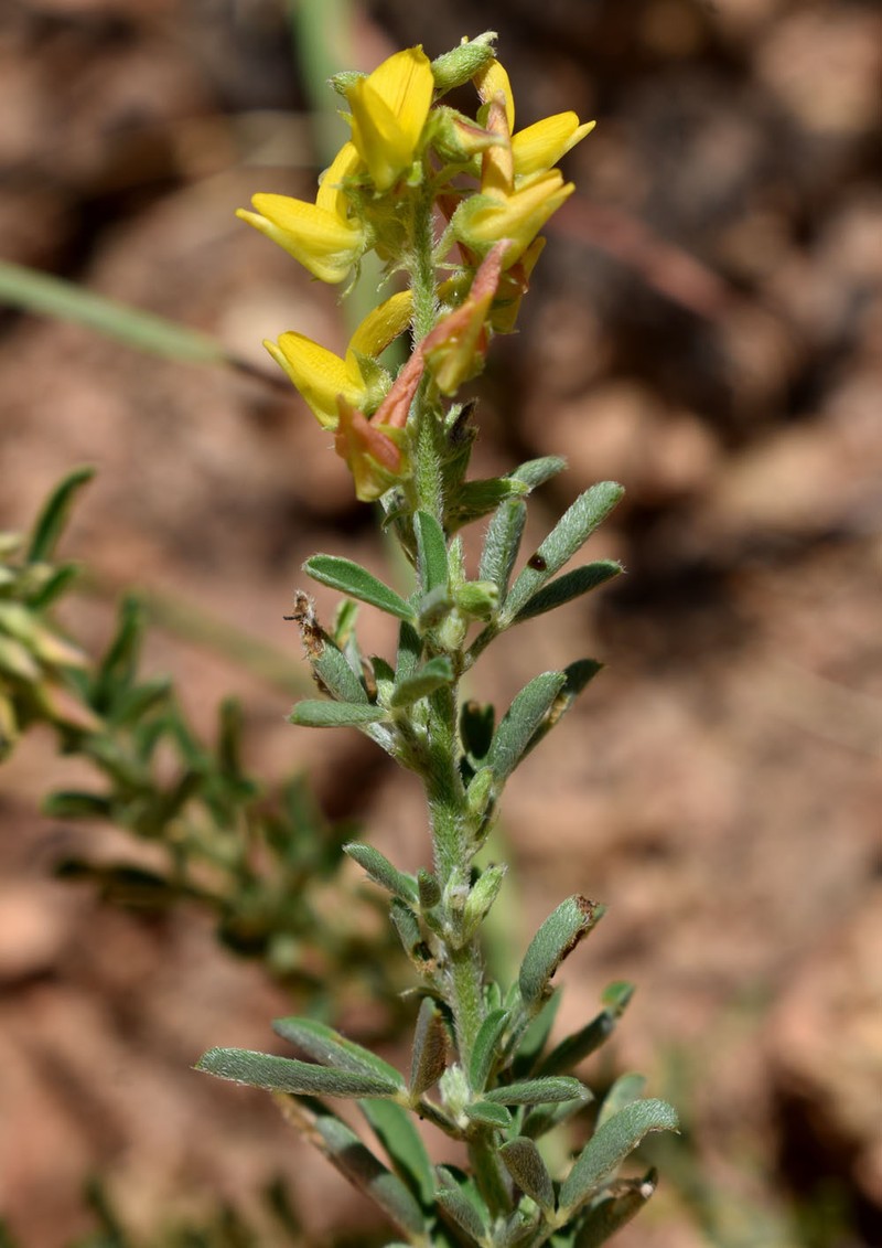 Crotalaria medicaginea var. medicaginea photo 4