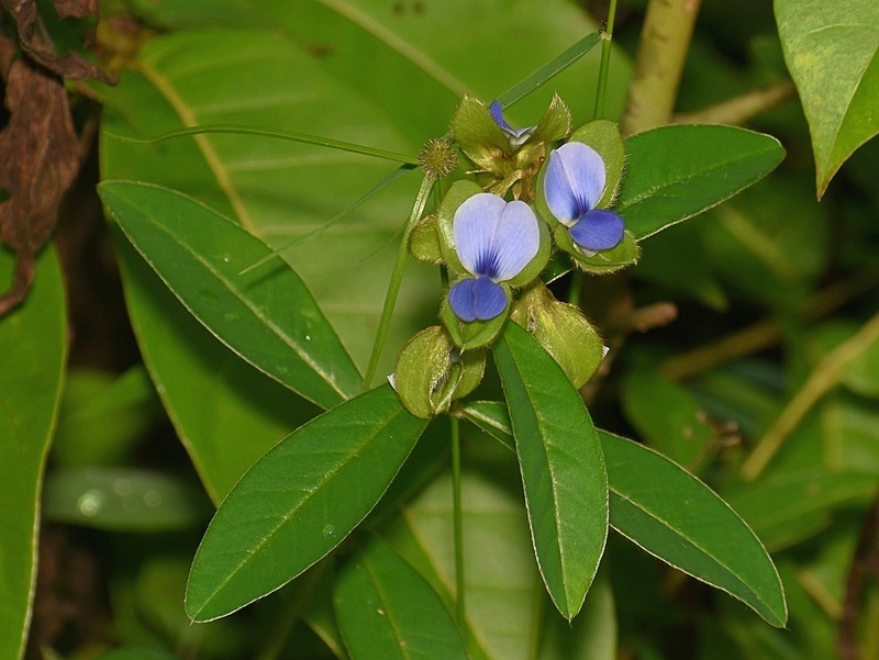 Crotalaria meghalayensis