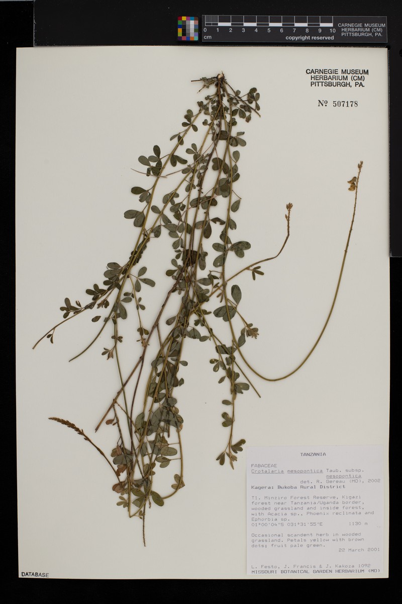 Crotalaria mesopontica subsp. mesopontica
