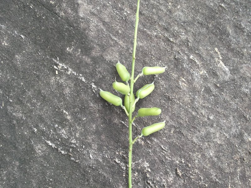 Caracas Rattlebox photo 3