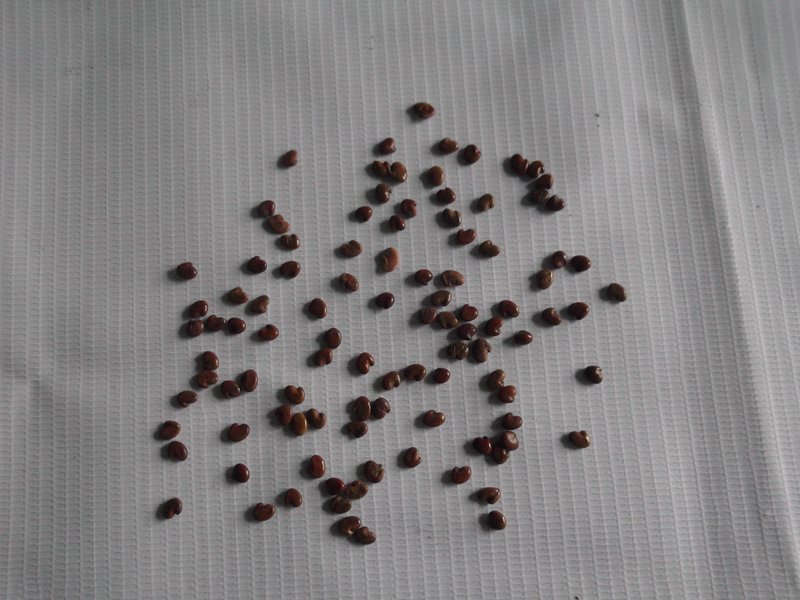 Caracas Rattlebox photo 4