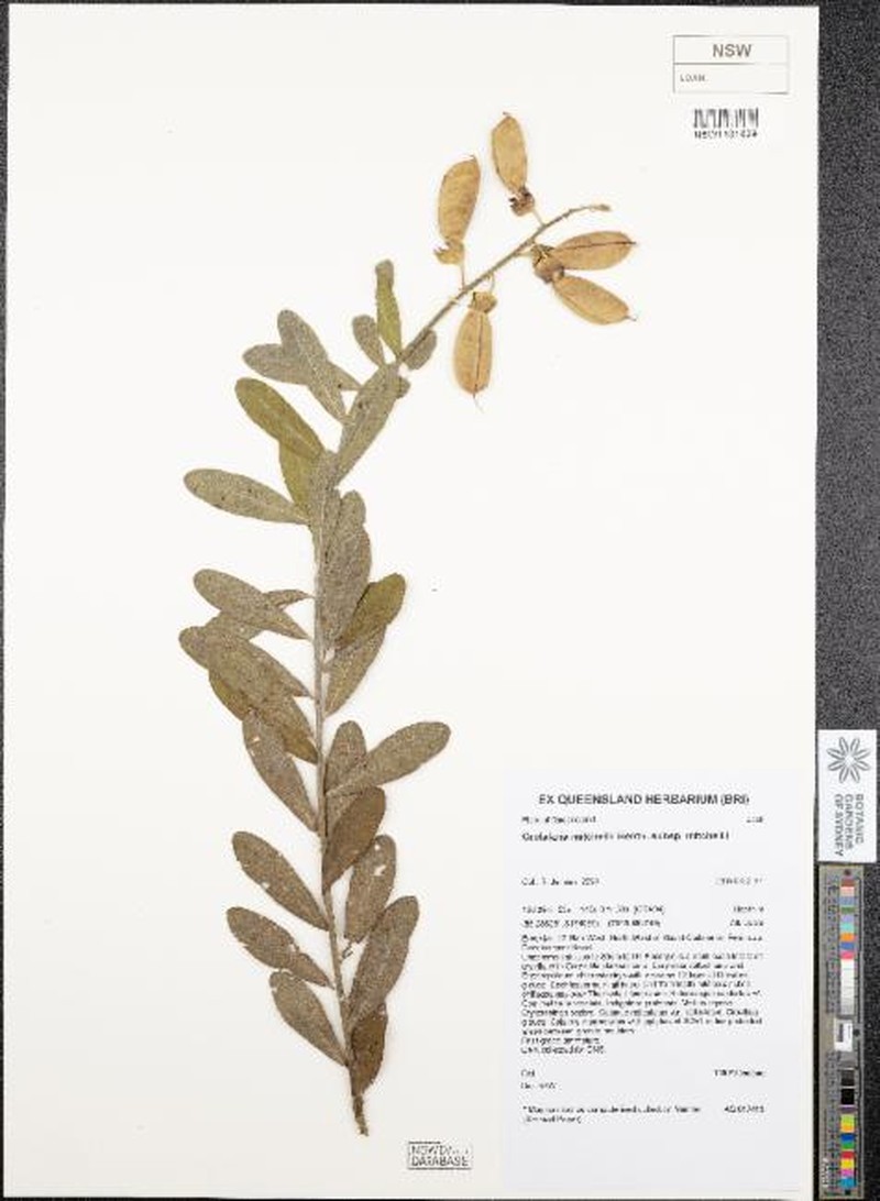 Crotalaria mitchellii subsp. mitchellii