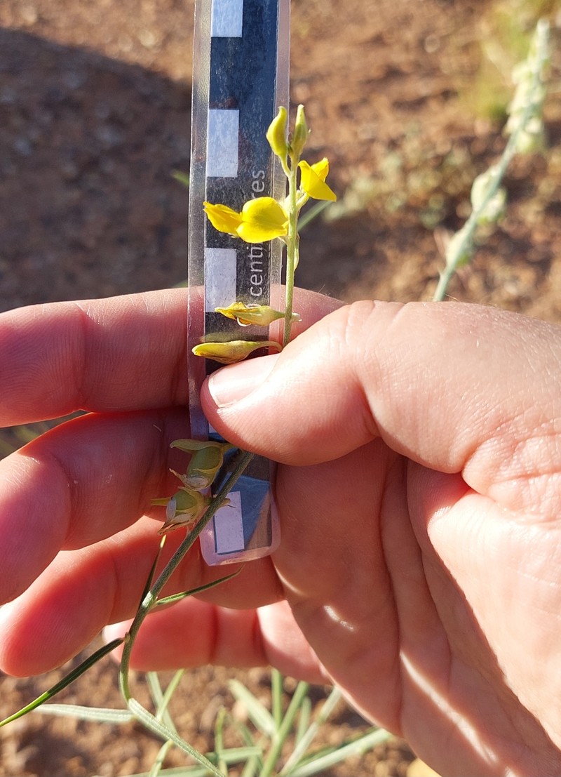 Crotalaria montana var. montana photo 2