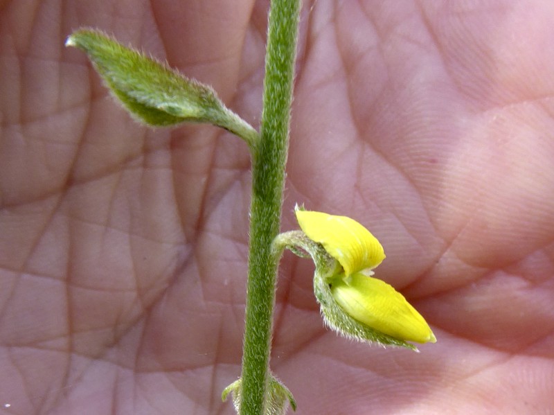 Crotalaria montana var. montana photo 3
