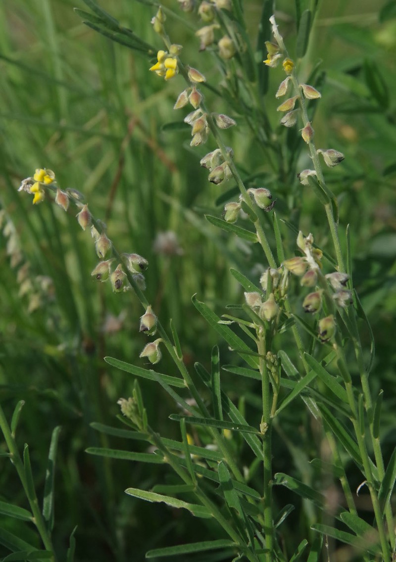 Crotalaria montana var. montana photo 4