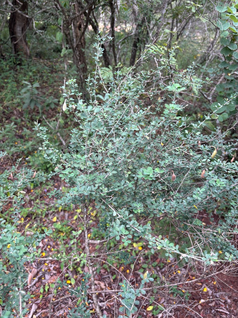 Crotalaria monteiroi var. monteiroi