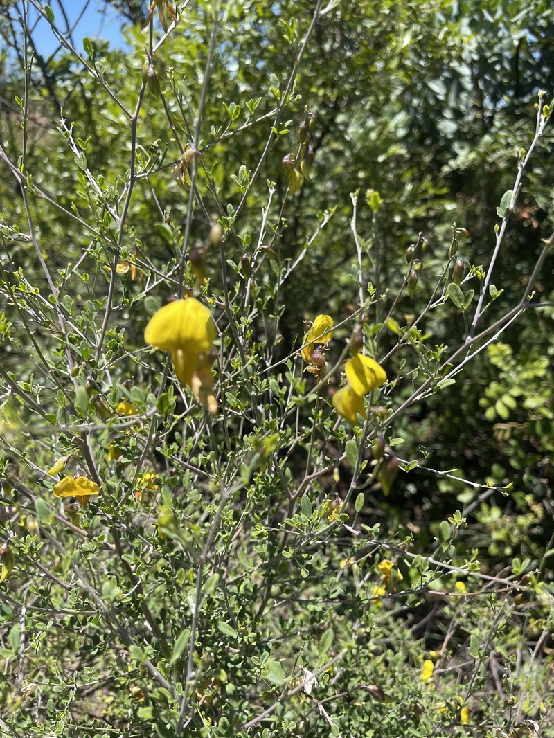 Crotalaria monteiroi var. monteiroi photo 2