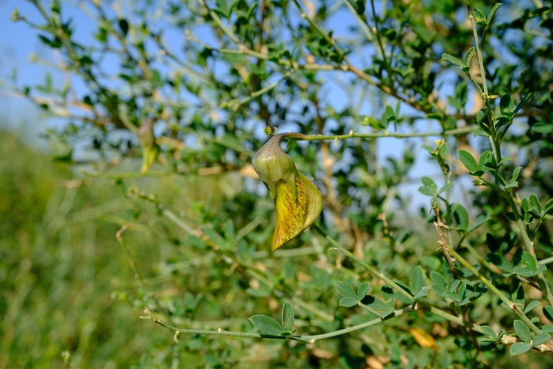 Crotalaria monteiroi var. monteiroi photo 3