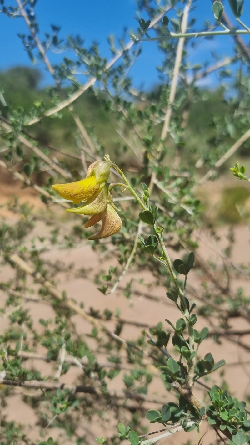 Crotalaria monteiroi var. monteiroi photo 4