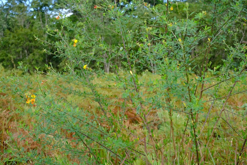 Crotalaria natalitia var. natalitia