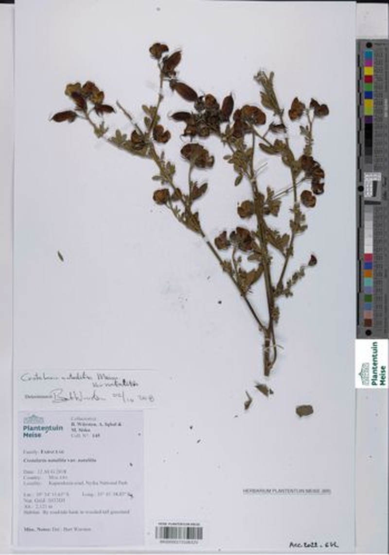 Crotalaria natalitia var. natalitia photo 2