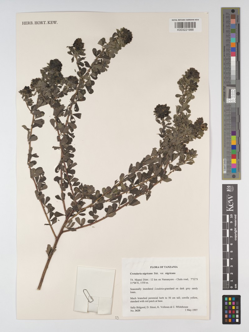 Crotalaria nigricans var. nigricans photo 3