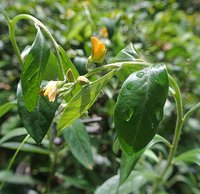 Crotalaria nitens