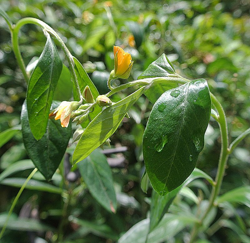 Crotalaria nitens