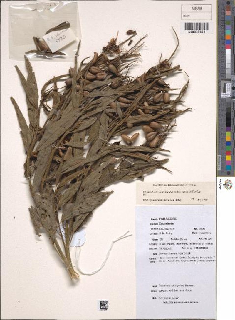 Crotalaria novae-hollandiae subsp. novae-hollandiae