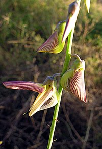 Slender Leaf Rattlebox