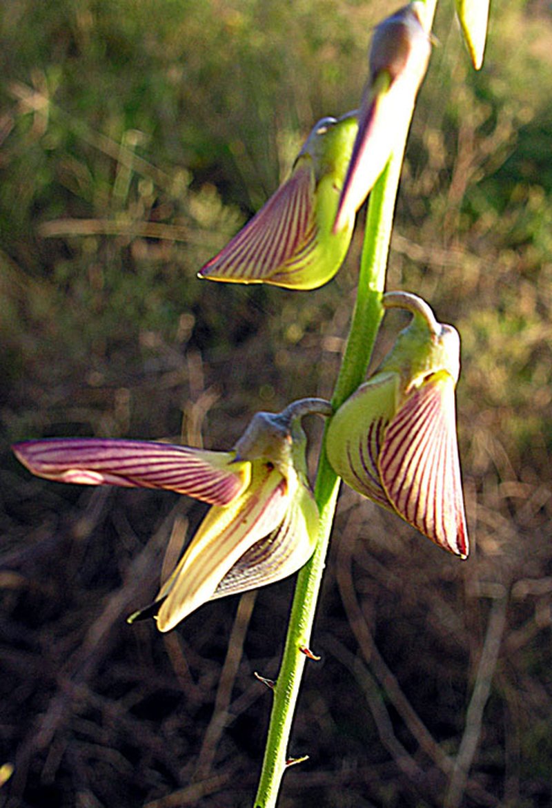 Slender Leaf Rattlebox